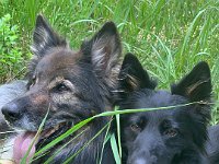 Shani und Gitan